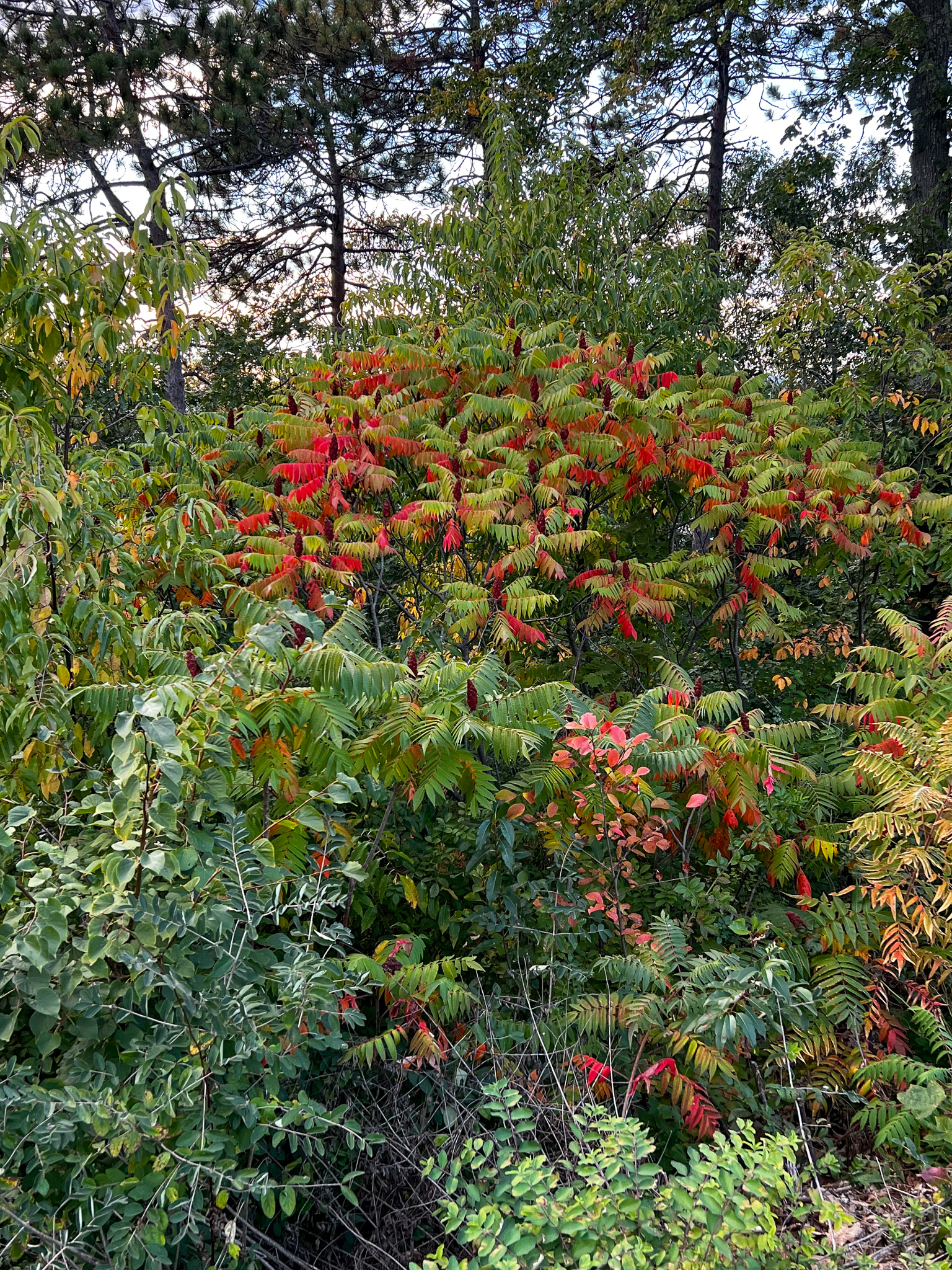 Red sumac leaves