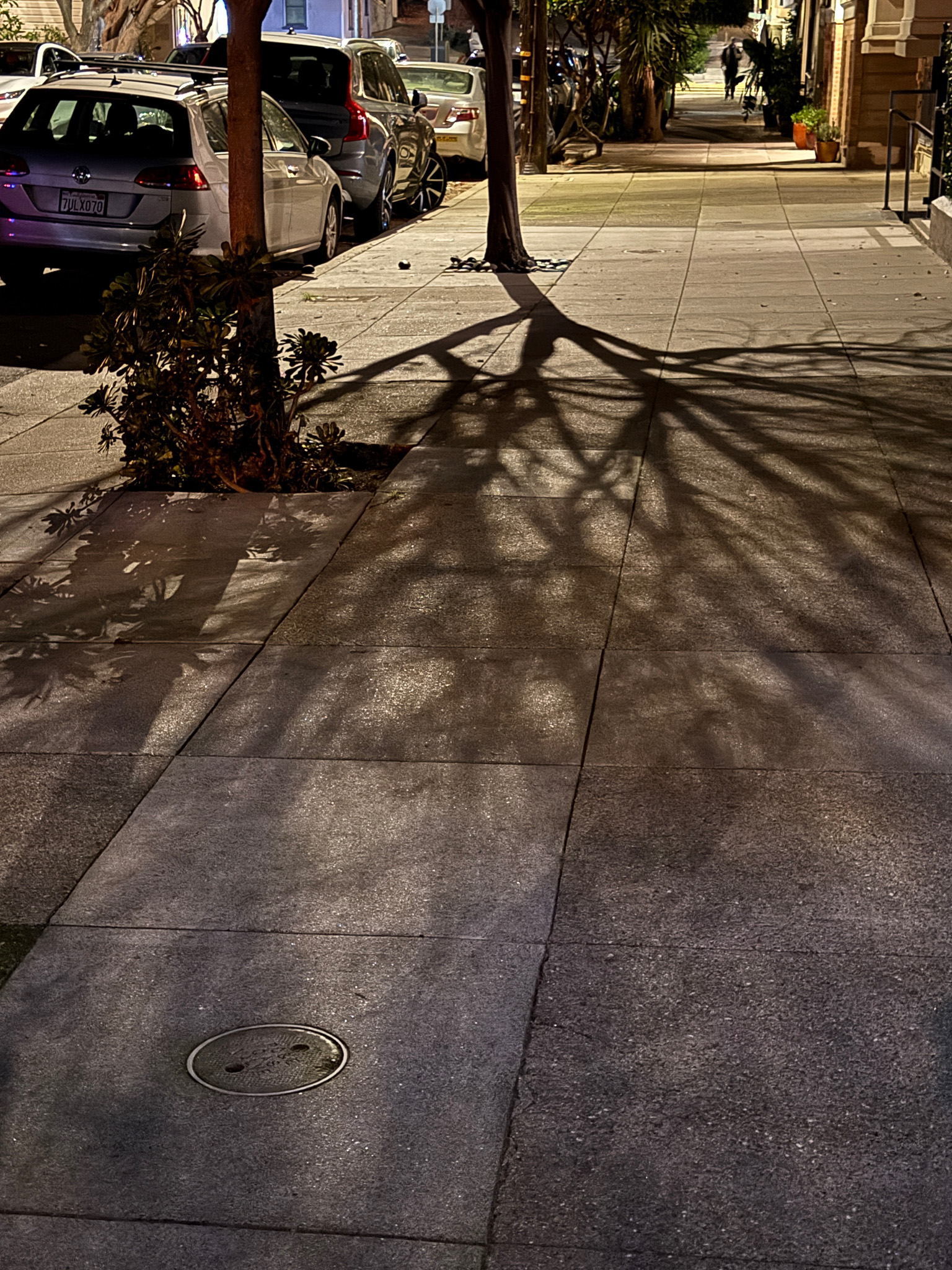 shadow of a tree on a sidewalk