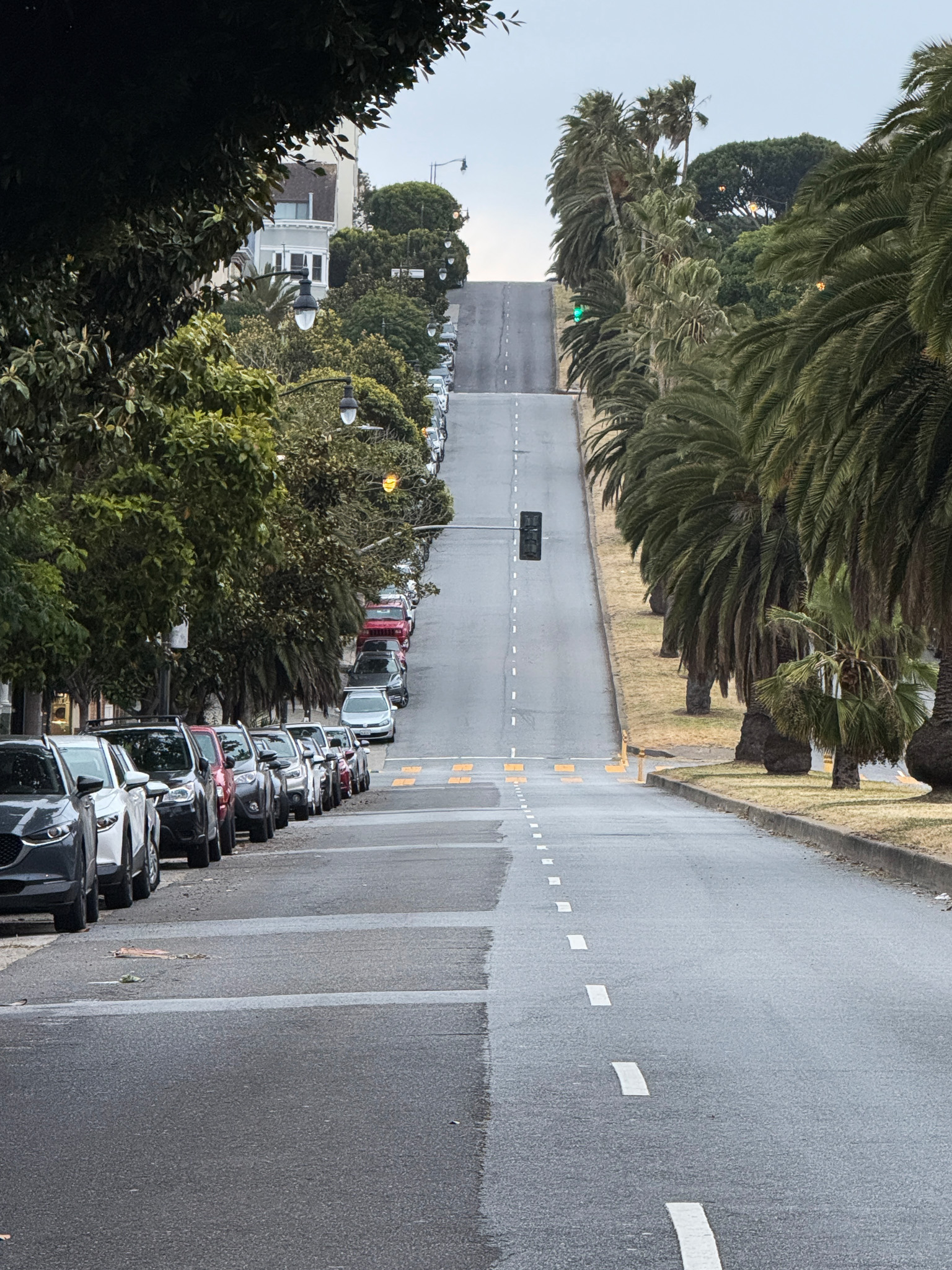 Dolores Street lined with palm trees on one side and magnolias on the other. The street is empty and is flat and then goes up a steep hill to flat and then another steep hill giving the illusion of a ribbon curling. 