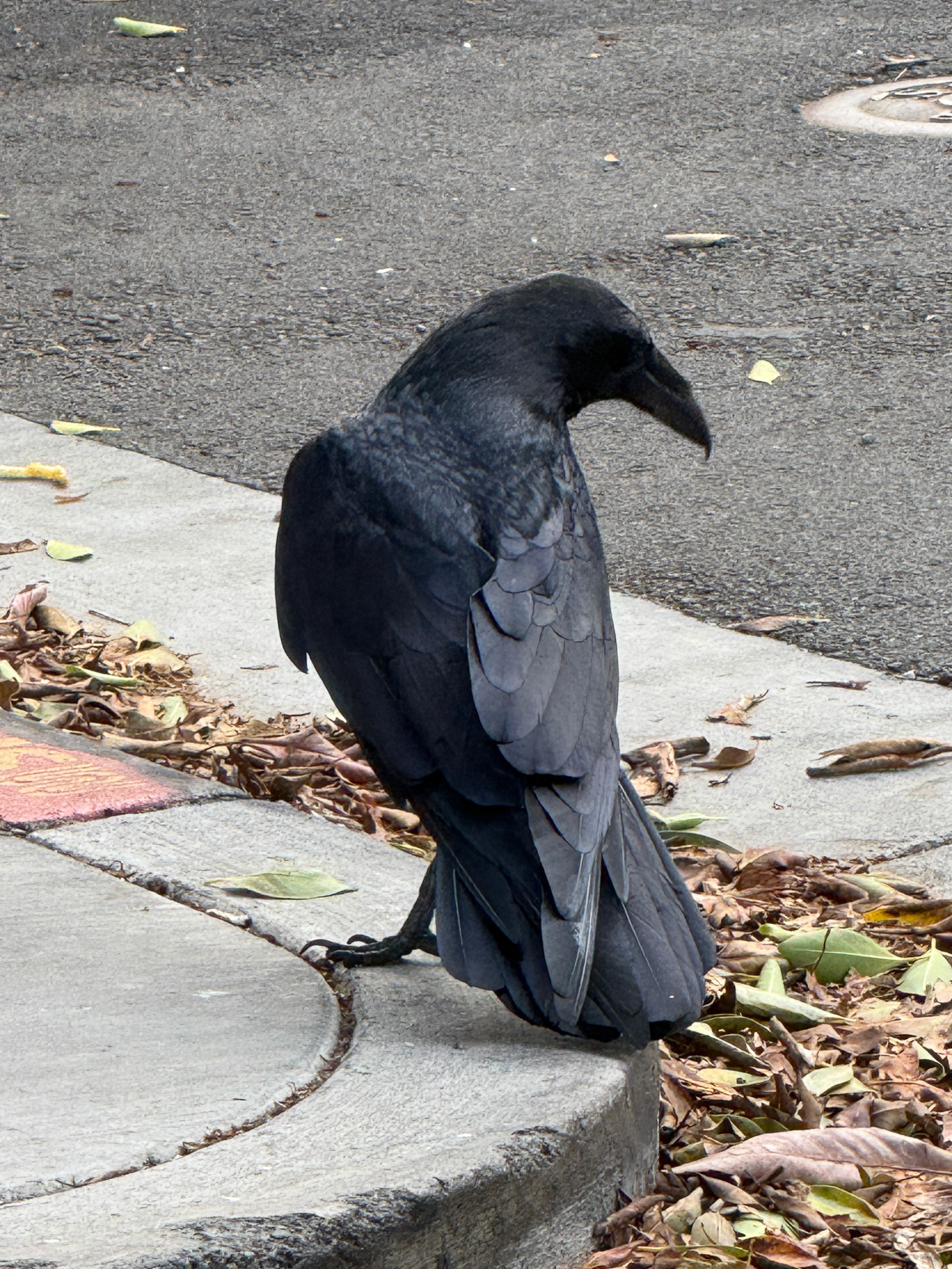 closeup of a large raven