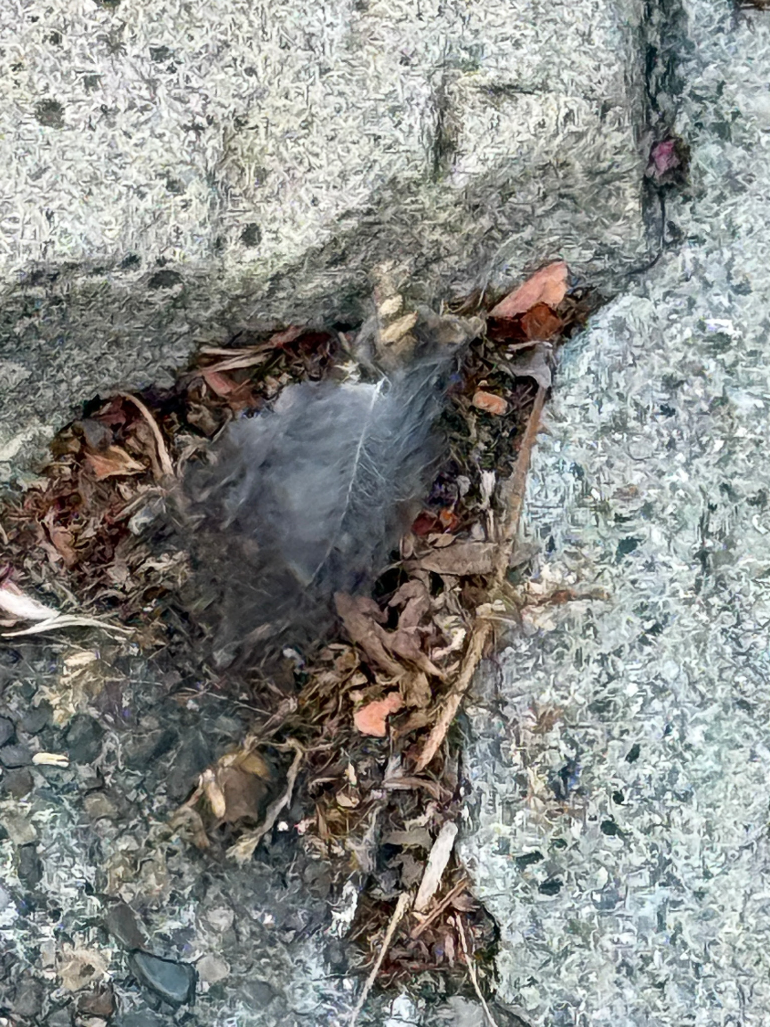small down like feather