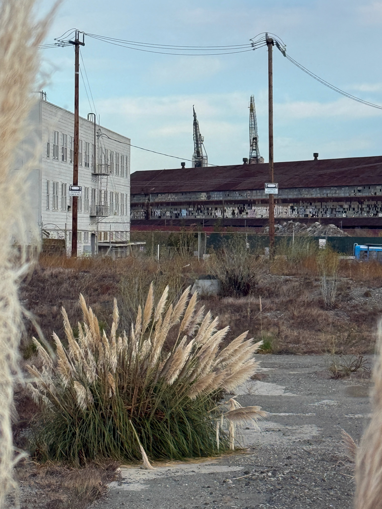 old industrial buildings with pampas grass in empty lot