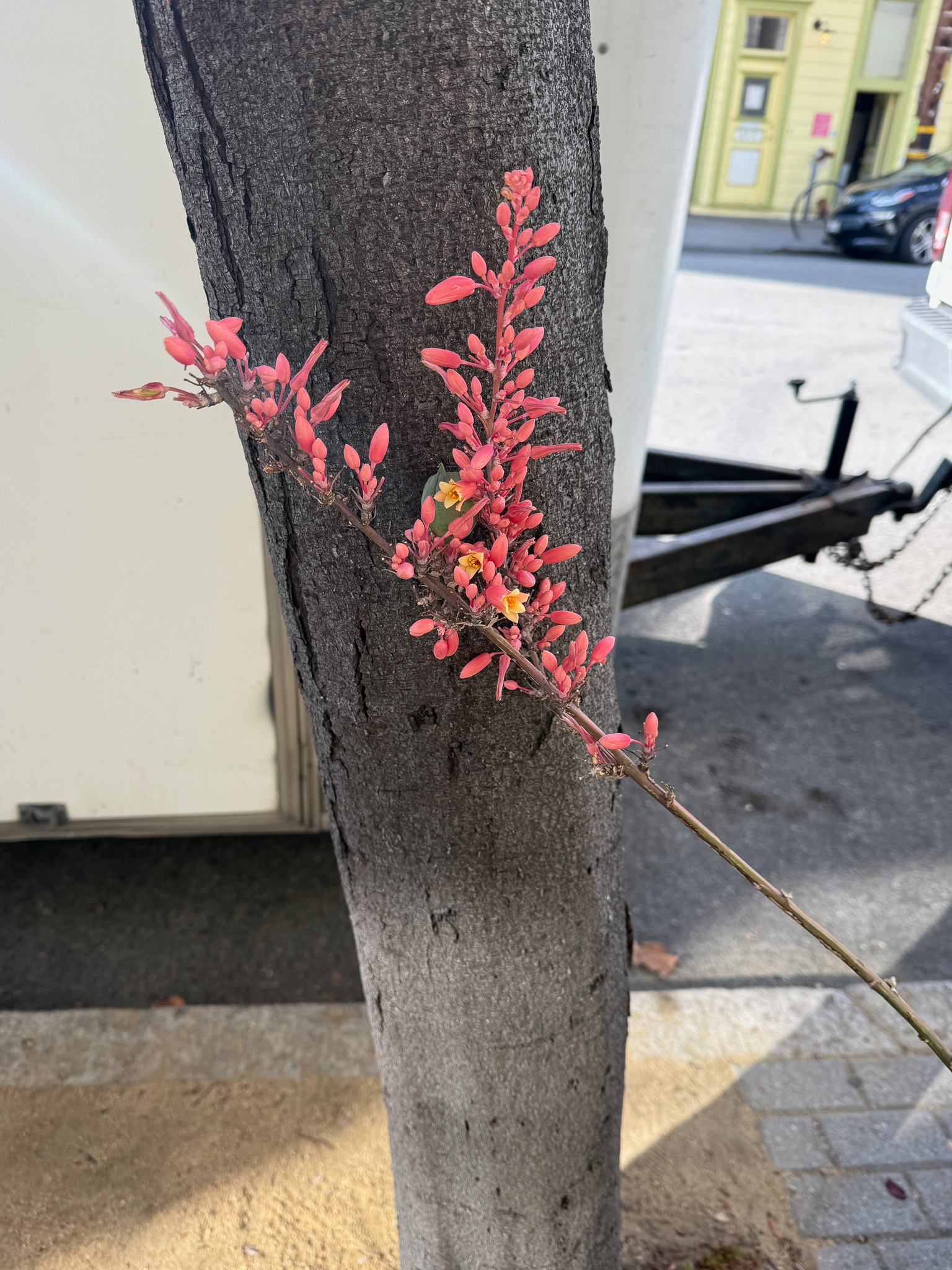 pink furry flowers against tree trunk